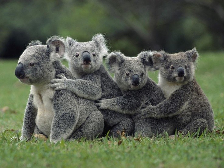 Photo:  koala brothers